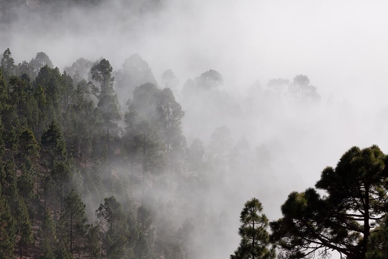 Mysterious Forest
